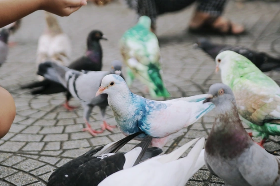  Feed the pigeons